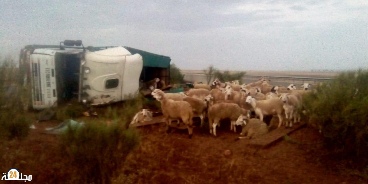 سطات : نفوق حوالي 40 رأسا من الغنم جراء حادث إنقلاب شاحنة بالطريق السيار