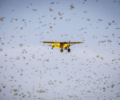 التهم 600 هكتار.. فلاحو طاطا يتكبدون خسائر فادحة بسبب الجراد