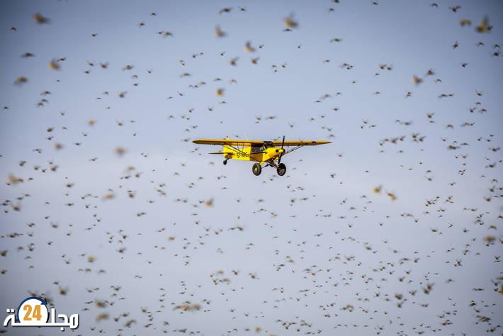 التهم 600 هكتار.. فلاحو طاطا يتكبدون خسائر فادحة بسبب الجراد