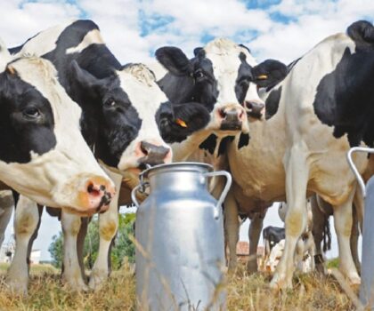 وزارة الفلاحة تخصص دعما جديدا لمربيي الأبقار بقيمة 6000 درهم للعجلة الواحدة