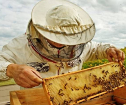 تربية النحل في المغرب.. مطالب بوضع مخطط واضح لإنتاج وتصدير العسل