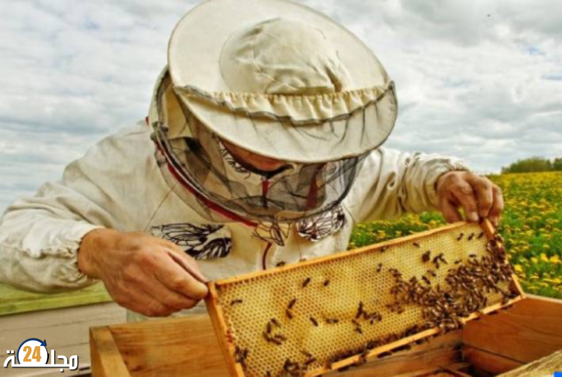 تربية النحل في المغرب.. مطالب بوضع مخطط واضح لإنتاج وتصدير العسل