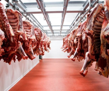 هل ينجح المغرب في تحقيق الاكتفاء الذاتي من اللحوم الحمراء ؟