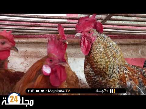 روبورتاج .. انخفاض أسعار الدواجن بالأسواق المغربية