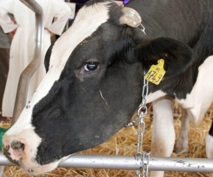 لتوفير مادة الحليب.. تخصيص مليوني قنطار من العلف للأبقار الحلوب