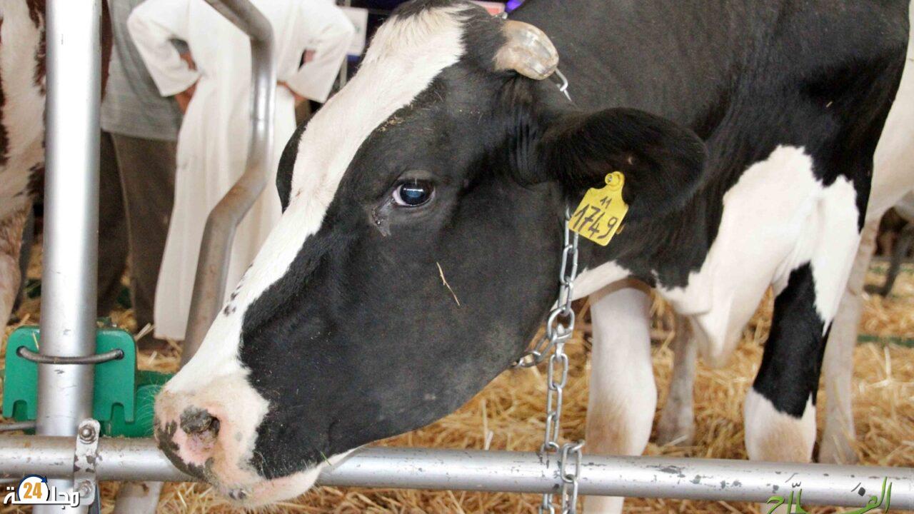 لتوفير مادة الحليب.. تخصيص مليوني قنطار من العلف للأبقار الحلوب