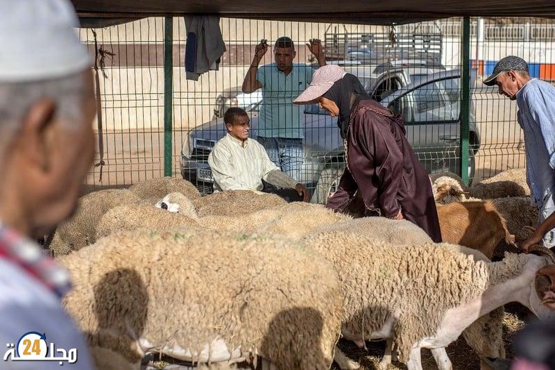 بعد اسبانيا… المغرب يستورد مزيدا من الأضاحي من البرتغال