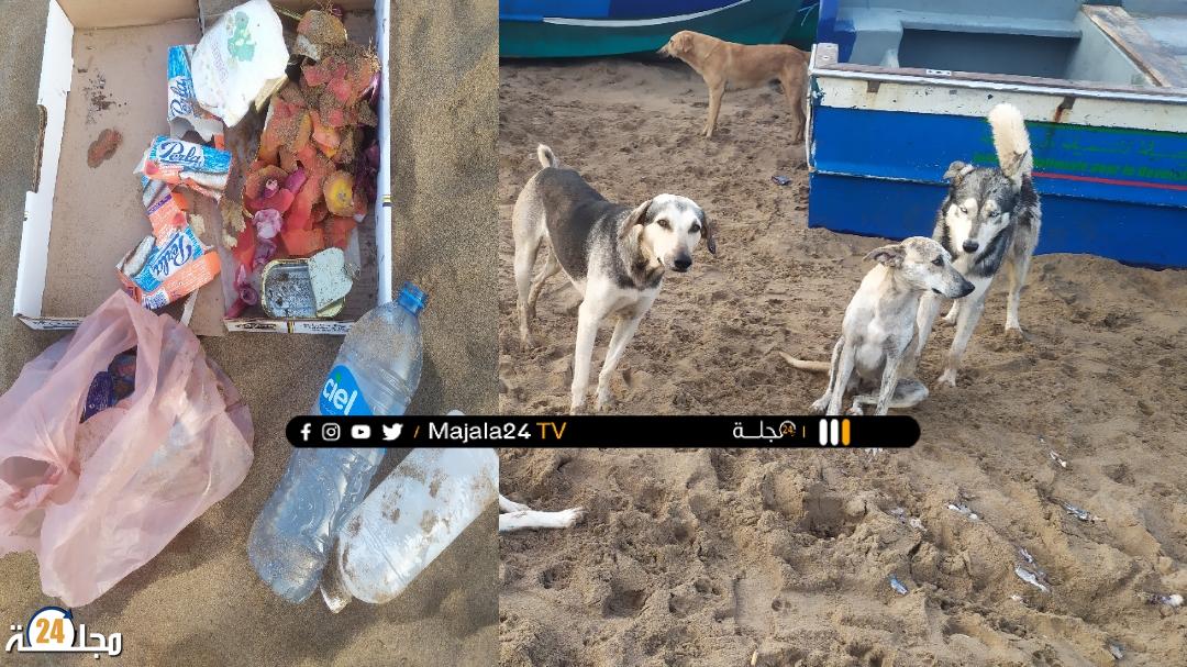 الأزبـال والكلاب الضالة تجاور الزوار بشاطئ تيفنيت