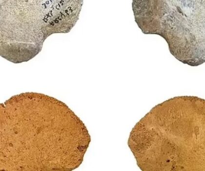بعد الجمجمة عظم حوضي.. اكتشاف قد يعيد كتابة قصة تطور البشرية