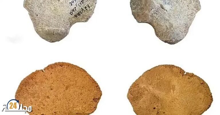 بعد الجمجمة عظم حوضي.. اكتشاف قد يعيد كتابة قصة تطور البشرية