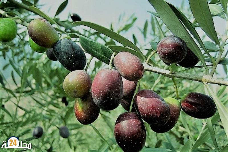 الإشاعات تستبق موسم جني الزيتون وشهر أكتوبر سيكون حاسما