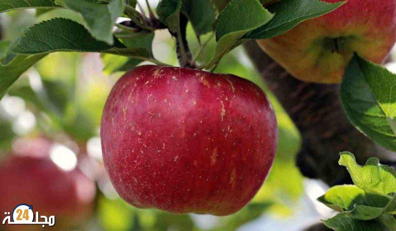 بني ملال: الأمطار الرعدية تتلف غلة التفاح وتهدد موسم الزيتون