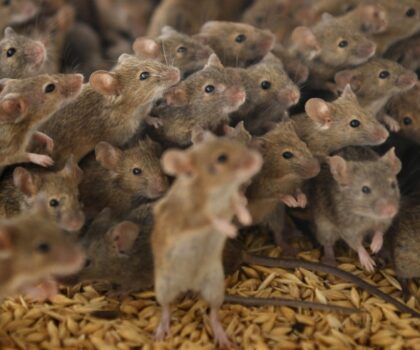 7 ملايين فأر تجتاح روما