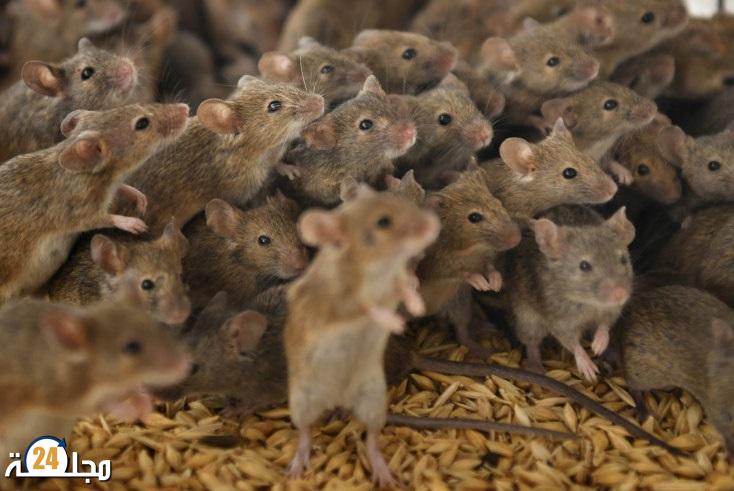 7 ملايين فأر تجتاح روما