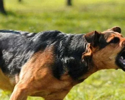 سطات..الاستعانة بالكلاب و إشهار الأسلحة البيضاء لترويع ساكنة إقامة الفاسي