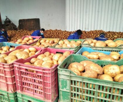 تونس.. حجز أطنان من “البطاطا” كانت مخزنة في مستودعات عشوائية