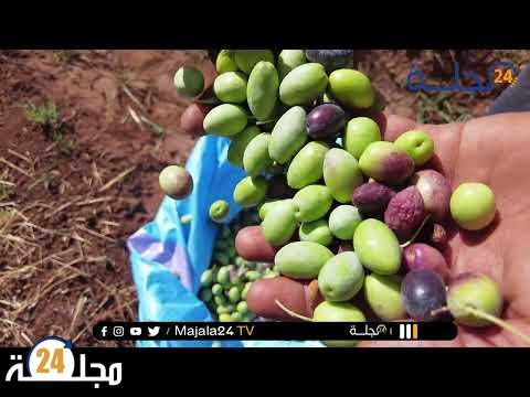بالفيديو..انطلاق موسم جني الزيتون ضواحي ببني ملال