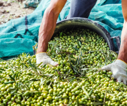 وزير: العجز الحاصل في مياه السقي أثر على إنتاج الزيتون