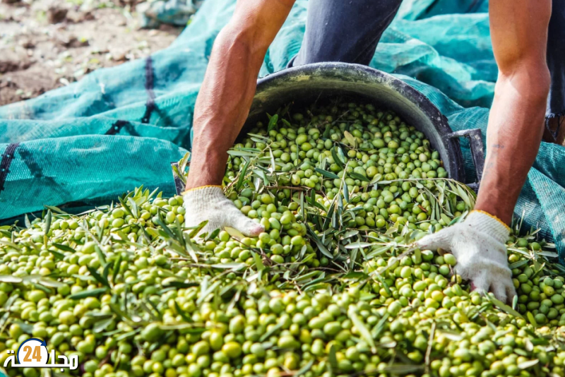 وزير: العجز الحاصل في مياه السقي أثر على إنتاج الزيتون