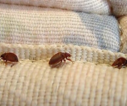 البق يهزم ماكرون.. الحشرة المضرة تغزو المرافق العمومية وتصل إلى الملاعب والفنادق