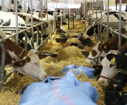 الحكومة تكشف أسباب لجوء المغرب إلى استيراد الأبقار والأغنام