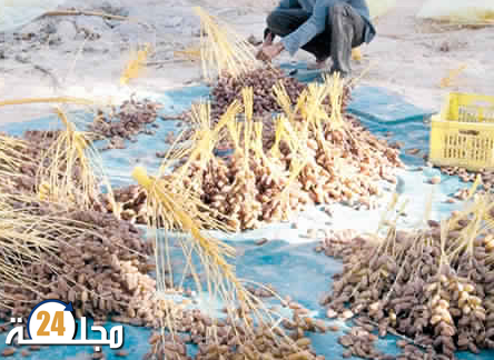 مهرجان موسم التمور بتغجيجت ميزانية ضخمة وعبث في التنظيم وفضائح أخرى….