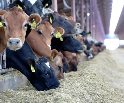 مرض “اللسان الأزرق” يدفع السلطات المغربية إلى منع استيراد الأبقار وأسعار اللحوم مرشحة للارتفاع