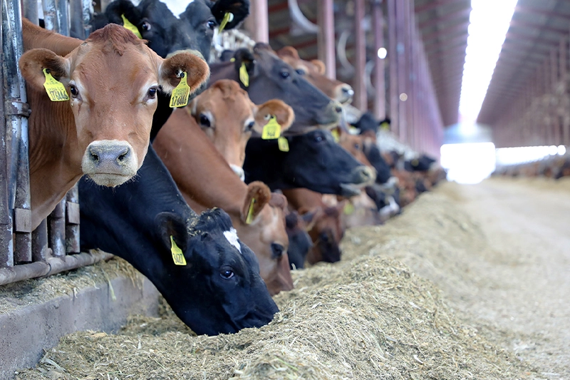 مرض “اللسان الأزرق” يدفع السلطات المغربية إلى منع استيراد الأبقار وأسعار اللحوم مرشحة للارتفاع