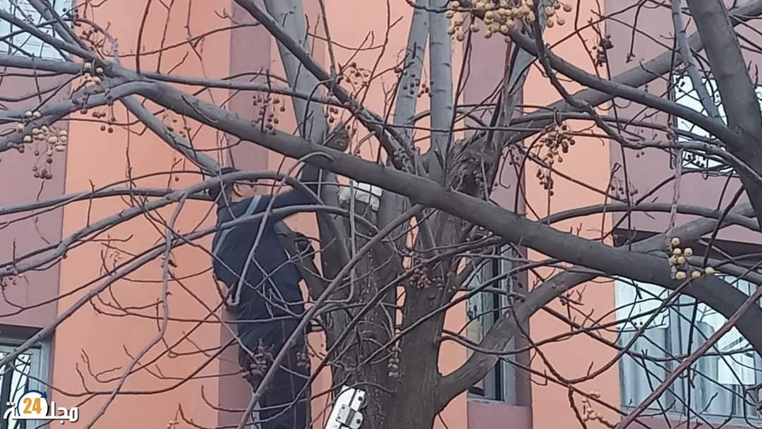 خنيفرة ……. إنقاذ قطّة صغيرة كانت عالقة في أعلى شجرة