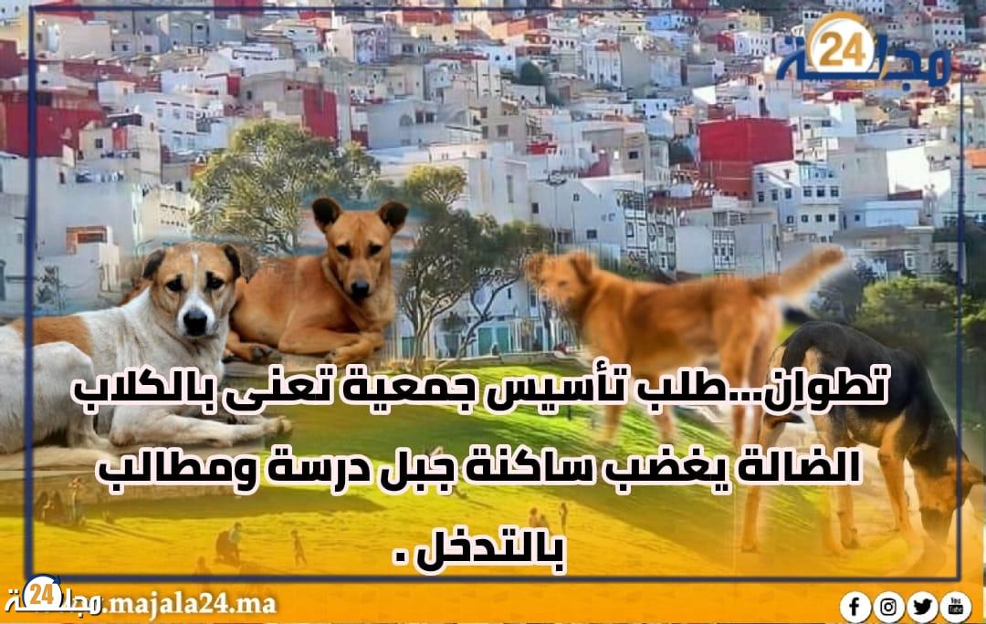 تطوان… طلب تأسيس جمعية تعنى بالكلاب الضالة يغضب ساكنة جبل درسة ومطالب بالتدخل