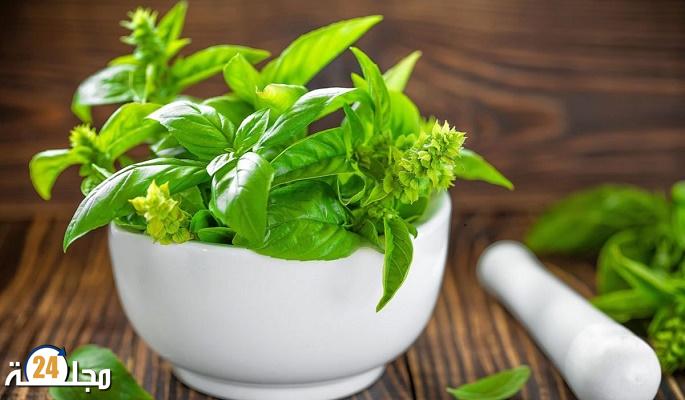 “الريحان” واقي طبيعي ضد الالتهابات والبكتيريا