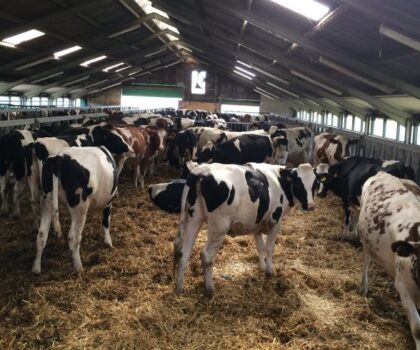 مجلس الحكومة..المصادقة على وقف استيفاء رسم الاستيراد المفروض على الأبقار الأليفة