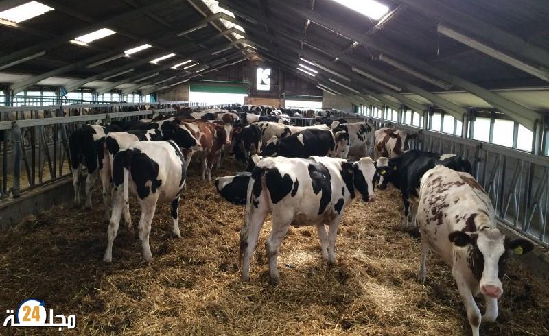 مجلس الحكومة..المصادقة على وقف استيفاء رسم الاستيراد المفروض على الأبقار الأليفة