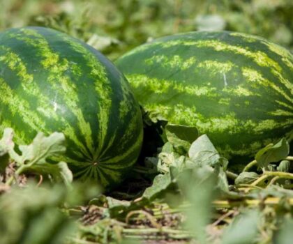 منع زراعة الدلاح بجهة درعة تافيلالت