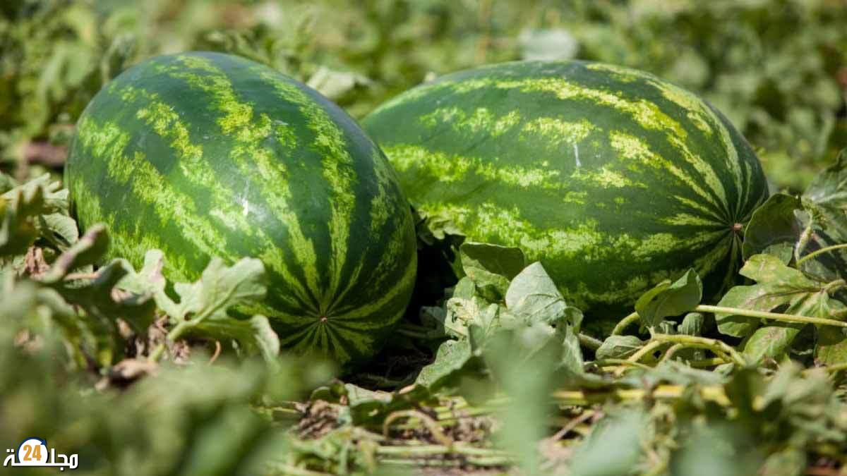 منع زراعة الدلاح بجهة درعة تافيلالت