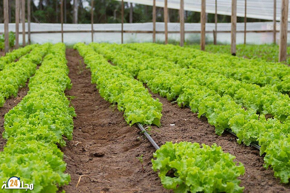 بسبب الجفاف.. منع زراعة الخضروات المستهلكة للماء بمنطقة الجديدة