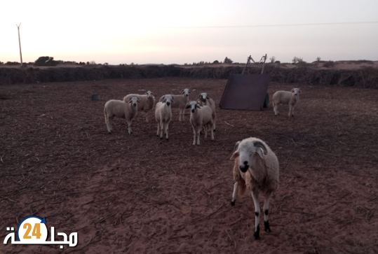 عصابة الفراقشية تضرب بإحدى الدواوير باشتوكة