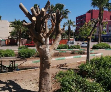 سطات..تقليم الأشجار أم تقطيعها..عملية عشوائية تجر الشبهات على الجهات المعنية