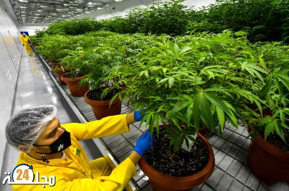 آيت طالب يكشف شروط الترخيص للأدوية المصنوعة من “القنب الهندي”