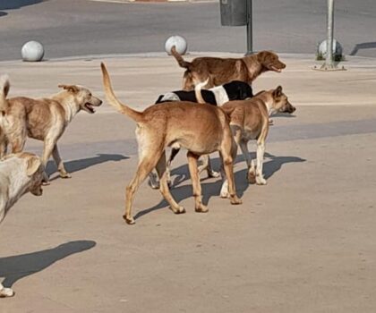 عودة ظاهرة الكلاب الضالة تثير القلق لدى ساكنة مدينة سطات