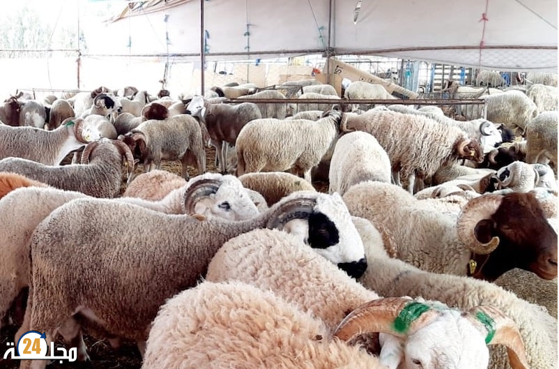 سيدي سليمان.. عصابة تستغل فترة الإفطار لسرقة المواشي من داخل الإسطبلات