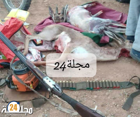 صيد الغزلان العشوائي يورط شخصين في بلفاع ضواحي اكادير