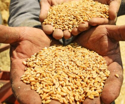 في تجربة جديدة.. المغرب يعتمد بذورا مقاومة للجفاف