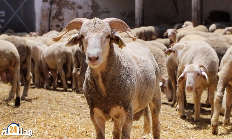 الخروف الإسباني يكسر الأسعار ويضع “الشناقة” في مأزق