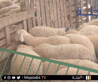بالفيديو..الجديدة…في زمن الغرائب و استغلال الظرفية الصعبة.. يتم منع المواطنين من تفقد الأضاحي