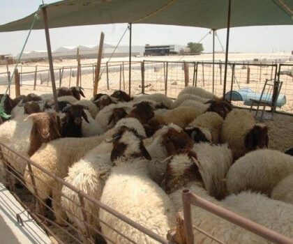 ارتفاع الأسعار.. حماة المستهلك يتصدون لجشع بائعي الأضاحي