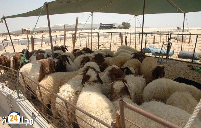 ارتفاع الأسعار.. حماة المستهلك يتصدون لجشع بائعي الأضاحي