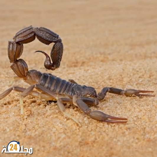 وفاة طفلة بسبب لسعة عقرب بإقليم سطات.
