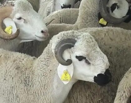 مجلس الحكومة.. عرض مفصل حول برنامج التحضير لعيد الأضحى
