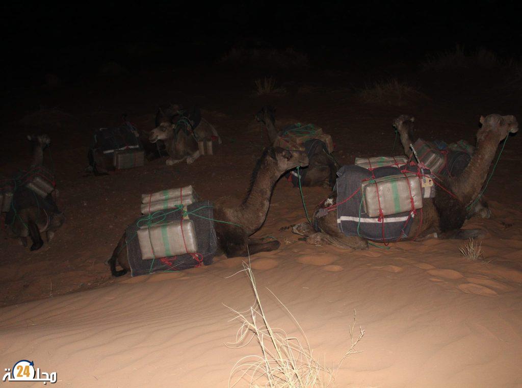 القوات المسلحة الملكية تجهض عملية كبيرة لتهريب المخدرات بواسطة الجمال